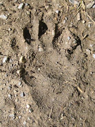 Was führte dieser Dachs im Schilde?