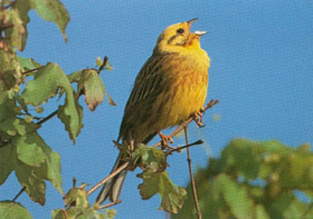 Vögel warnen Wildtiere vor Gefahren