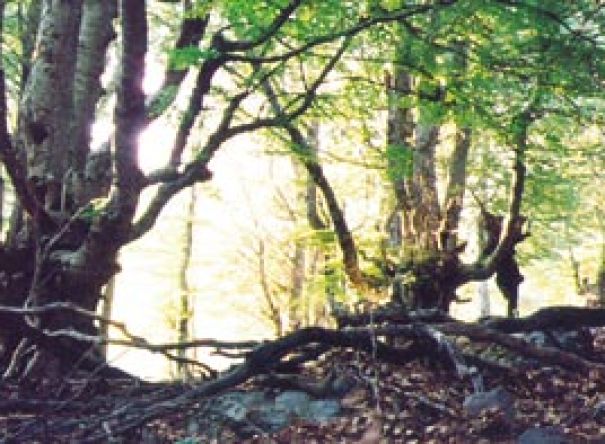 Urwüchsiger Buchenwald