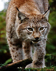 Der Luchs ist im Böhmerwald heimisch