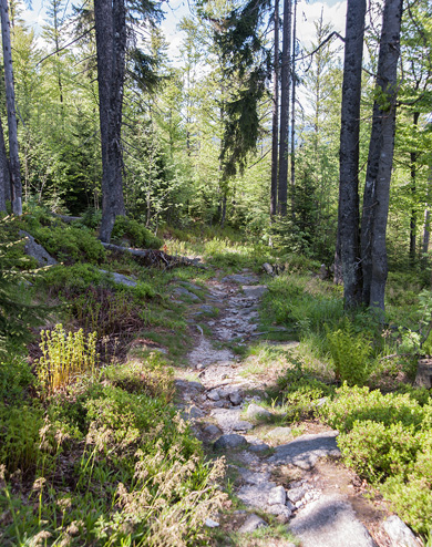 Wilde Pfade im Böhmerwald