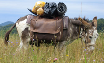 Wandern mit Esel
