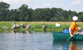 Kanuurlaub mit jungen Schwänen