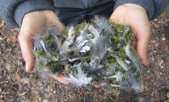 Tierspuren, Vogelalarm und Vogelrufe sind die wichtigsten Themen dieses Seminars