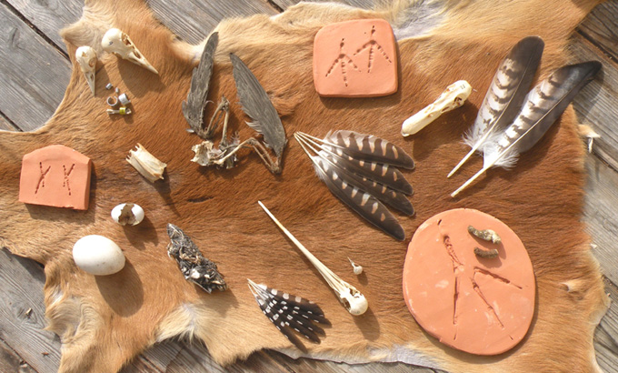 Spurenarten von Vögeln